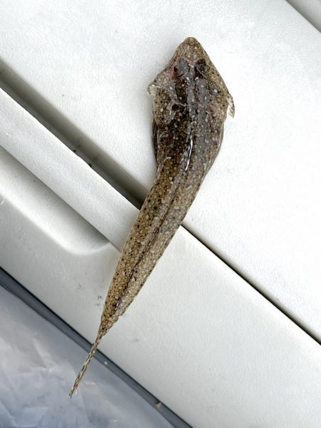 今週も落ちギス狙って早朝ちょい投げ！